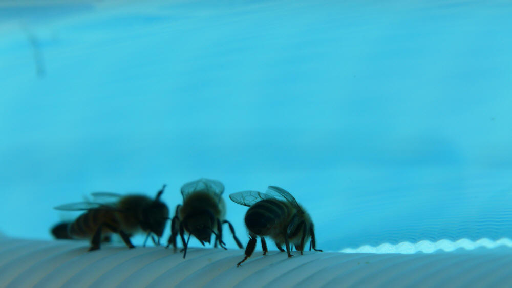 bees drinking at the waterhole
